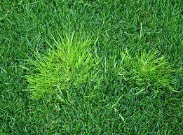 Image result for Poa