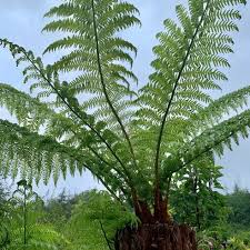 Image result for Dryopteris antarctica