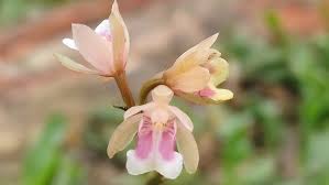 Image result for Oeceoclades maculata