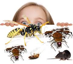 Struggling with pest problem at your place? Dubai Pest Control Pest Control Services Supremepcs Dubai