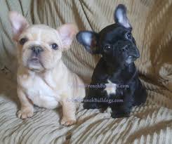 9 types of bulldogs for people who want a goofy, lovable dog. French Bulldog Colors Arlees French Bulldogs