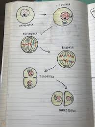 определение пола ребенка по группе крови и резус фактору Biologiya V 2020 G Biologiya Uchashiesya Meduchilisha Uroki Biologii