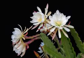 Orchid cactus flowering cactus plants identification. Queen Of The Night A Very Special Kind Of Orchid Cactus