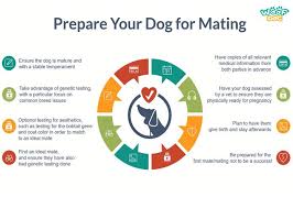Prepare Your Dog For Mating Pregnant Dog Medication For Dogs Whelping Puppies
