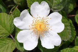 Image result for Rosaceae