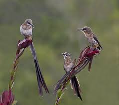 Birds And Baking Beautiful Birds Most Beautiful Birds Nature Animals