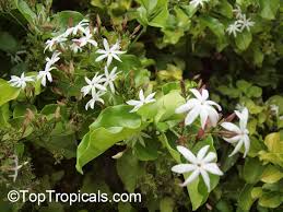 Image result for Jasminum dichotomum