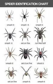 spiders and i music banter