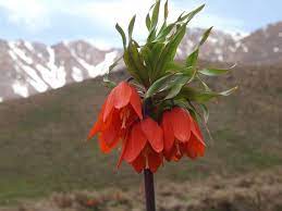 Photo Inverted Tulips Golestankouh Iran Wunderground Com Flowers Weather Underground Tulips