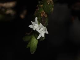 Image result for Habenaria microsaccus
