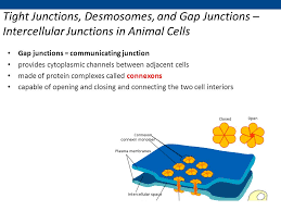 The major functions of cell junction are communication between the cells. Cell Membrane Plasma Membrane Ppt Video Online Download