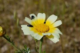Maybe you would like to learn more about one of these? Flowering Plants Lesson For Kids Definition Facts Study Com