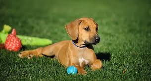 While your heart might yearn for a baby puppy, your head should prevail when it comes to adding a young dog to your family. What Do I Need For A Puppy A Go To Guide For New Puppy Parents