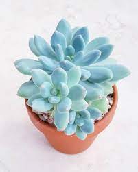 You will receive one plant similar the photo listed 8 Blue Succulents You Need In Your Succulent Garden Succulent City