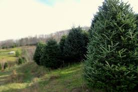 Christmas 2020 season opening early! Choose And Cut Christmas Tree Farms In The Nc Mountains Charlotte Parent