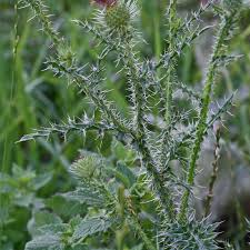 Image result for Carduus leptacanthus