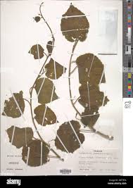 Image result for Pyrenacantha grandiflora