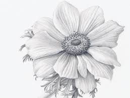 How To Draw Flowers Realistically Realistic Flower Drawing Realistic Drawings Flower Drawing