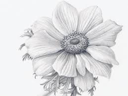 The way to begin realistic flower drawing simple flower drawing easy flower drawings beautiful flower. How To Draw Flowers Realistically Realistic Flower Drawing Realistic Drawings Flower Drawing