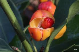 Image result for Myrianthus