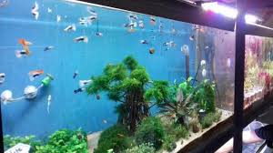 Di Sini Tempat Beli Ikan Hias Air Tawar Di Bogor Jual Perlengkapan Dan Pakannya Juga Tribunnews Bogor