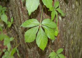 700+ vectors, stock photos & psd files. Managing Two Highly Invasive Weed Species In Landscapes