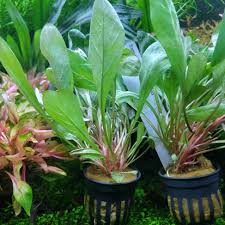 Image result for Samolus