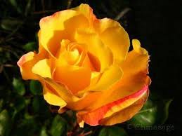 Every flower has a meaning, and. What Flower Represents Love For A Child