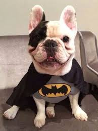 18+ dog costumes that prove pomeranians always win at halloween. Manny The French Bulldog In A Batman Costume French Bulldog Halloween Costumes Puppy Halloween Costumes Bulldog Halloween Costumes