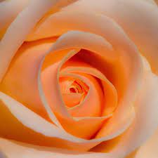 10% coupon applied at checkout. Orange Rose Orange Roses Beautiful Flowers Rose