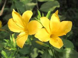 Image result for Barleria randii