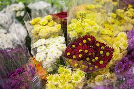 The tradition of giving chrysanthemums is most likely first began as a marketing gimick because of how the word ends in the australian spelling of the affection shortening of mother to 'mum'. Chrysanthemums For Mother S Day 5 Fabulous Varieties Tesselaar Flowers