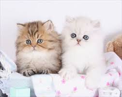 Pelaqita persians cats and kittens. Teacup Persians For Sale Teacup Persian Kittens For Sale Teacup Persian Cat Breederdesigner Persian Kittens For Sale Luxury Kittens 660 292 2222 660 292 1126 Shipping Available
