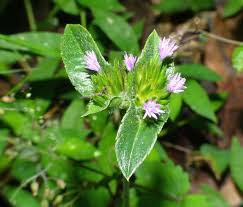 Image result for Elephantopus