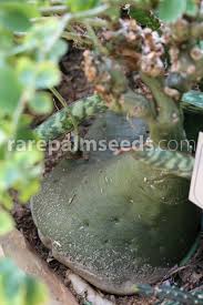 Image result for Adenia gummifera