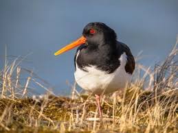 Black And White Bird With Long Orange Beak In Scotland Oystercatcher New Forest National Park Authority