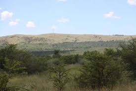 Image result for Pavetta mocambicensis