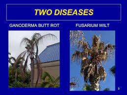 They also had to contend with an abnormally dry winter and absence of late summer humidity. Palm Tree Diseases Invading Citrus Villas Ppt Video Online Download
