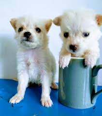 We deliver to your doorstep. Pocket Pomeranian Puppies In Sri Lanka Siyaluma Lk