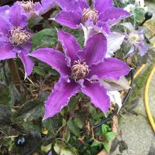 Can be trained as a climber or grown as a shrubby ground cover. Clematis Bijou Clematis Bijou In Gardentags Plant Encyclopedia