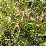 Image result for Bolboschoenus glaucus