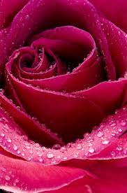 You can send these amazing pictures, photos, and wishes to your lover, boyfriend, and girlfriend. Free Beautiful Rose Flower Close Up Computer Desktop Wallpaper Rose Flower Wallpaper Beautiful Roses Purple Flowers Wallpaper