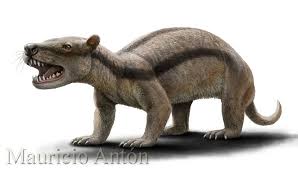 Image result for Raphionacme monteiroae