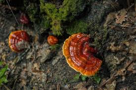 Image result for Ganoderma lucidum