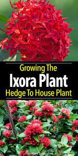 Ixora Plant Growing Ixora Flower From Hedge To House Plant Plants Flowering Hedges Garden Shrubs