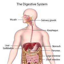 The Digestive System Part 3 A Recap Michael Tedone