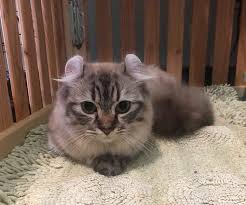 The price for a kitten of munchkin breed starts from 700 dollars (25 000 rubles). How Much Does A Munchkin Cat Cost Let Me Show You With Examples Munchkin Cat Guide