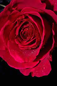 I Must Have Flowers Always And Always Photo Red Roses Flowers Rose