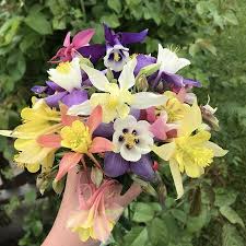 Image result for Aquilegia pompom mix