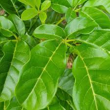 Image result for Bersama lucens